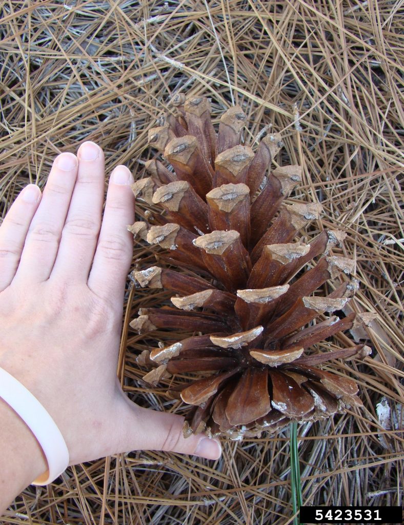 Trees of Georgia - Trees of Georgia